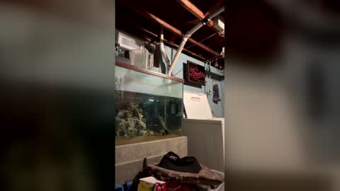 33adidas online show from March 19, 8:18 am