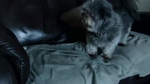 66bear online show from December 22, 11:00 am