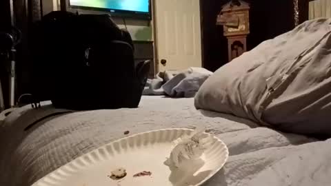 7lairddip online show from March 29, 6:24 am