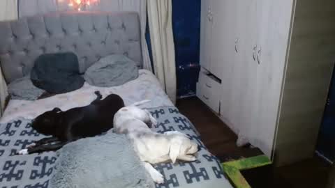 Snapshot of _azalea_65 chatting on September 11, 2:55 am _azalea_65 online show from September 11, 2:55 am