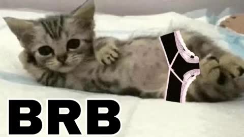 miko3 online show from February 3, 10:37 pm