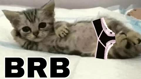 miko3 online show from March 12, 9:54 pm