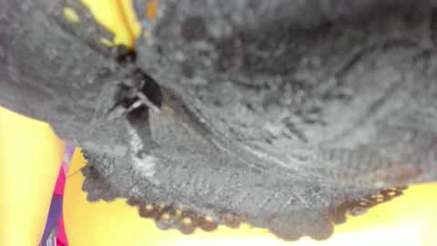 pamela online show from October 23, 8:18 pm