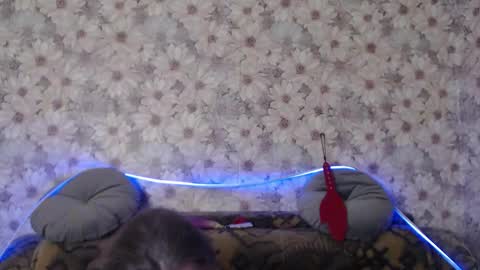 alice longstocking online show from December 22, 10:51 pm