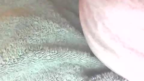 analhunter33 online show from February 6, 12:22 am