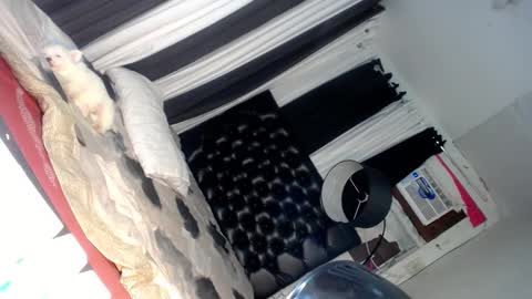 elish 3 online show from March 6, 6:37 pm