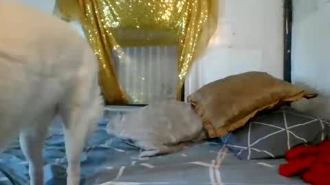 Snapshot of asianladyboy888 chatting on December 4, 7:06 am asianladyboy888 online show from December 4, 7:06 am