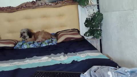 asianladyboy888 online show from February 23, 5:10 pm