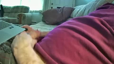 bcema2 online show from January 8, 9:44 pm