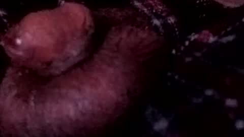 bcfalcon69 online show from April 12, 3:55 am