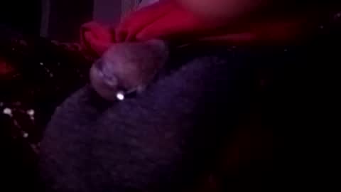 Snapshot of bcfalcon69 chatting on May 14, 2:51 am bcfalcon69 online show from May 14, 2:51 am