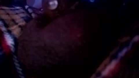 Snapshot of bcfalcon69 chatting on May 16, 2:41 am bcfalcon69 online show from May 16, 2:41 am