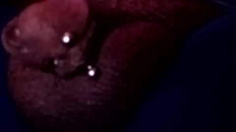 Snapshot of bcfalcon69 chatting on May 17, 3:15 am bcfalcon69 online show from May 17, 3:15 am