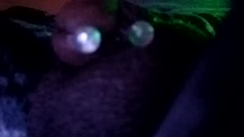 Snapshot of bcfalcon69 chatting on July 30, 3:27 am bcfalcon69 online show from July 30, 3:27 am