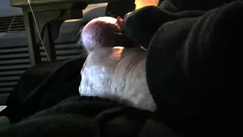 Snapshot of bear4146 chatting on December 6, 3:33 pm bear4146 online show from December 6, 3:33 pm