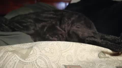 Biggest BC Energy online show from April 1, 9:10 am