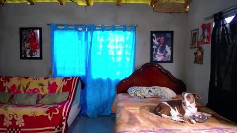 Black Panther online show from December 18, 1:39 pm