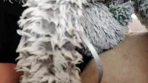 Snapshot of bomberto33 chatting on February 10, 1:55 pm Bomberto online show from February 10, 1:55 pm