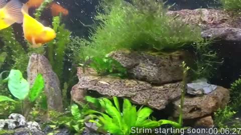 Snapshot of booker_baxton chatting on December 3, 4:03 am Booker Baxton online show from December 3, 4:03 am