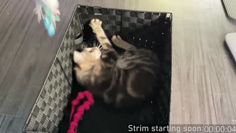 Snapshot of booker_baxton chatting on December 4, 4:10 am Booker Baxton online show from December 4, 4:10 am