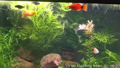 Snapshot of booker_baxton chatting on December 10, 4:02 am Booker Baxton online show from December 10, 4:02 am