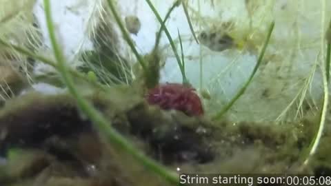 Snapshot of booker_baxton chatting on December 29, 4:05 am Booker Baxton online show from December 29, 4:05 am