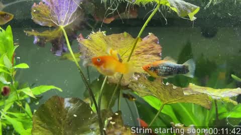 Snapshot of booker_baxton chatting on January 2, 3:58 am Booker Baxton online show from January 2, 3:58 am