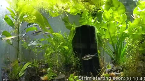 Snapshot of booker_baxton chatting on January 7, 3:57 am Booker Baxton online show from January 7, 3:57 am