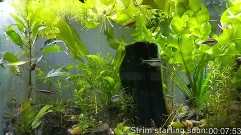 Snapshot of booker_baxton chatting on January 8, 4:02 am Booker Baxton online show from January 8, 4:02 am