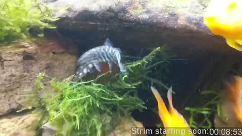 Snapshot of booker_baxton chatting on January 10, 4:01 am Booker Baxton online show from January 10, 4:01 am