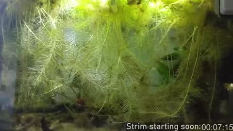 Snapshot of booker_baxton chatting on January 15, 4:04 am Booker Baxton online show from January 15, 4:04 am