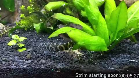 Snapshot of booker_baxton chatting on January 18, 4:04 am Booker Baxton online show from January 18, 4:04 am