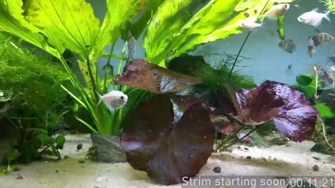 Snapshot of booker_baxton chatting on January 23, 3:58 am Booker Baxton online show from January 23, 3:58 am