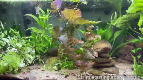 Snapshot of booker_baxton chatting on February 6, 4:10 am Booker Baxton online show from February 6, 4:10 am