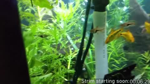 Snapshot of booker_baxton chatting on February 8, 4:03 am Booker Baxton online show from February 8, 4:03 am