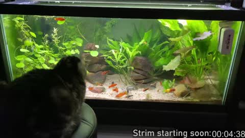 Snapshot of booker_baxton chatting on February 9, 4:04 am Booker Baxton online show from February 9, 4:04 am