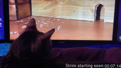 Snapshot of booker_baxton chatting on February 13, 4:00 am Booker Baxton online show from February 13, 4:00 am