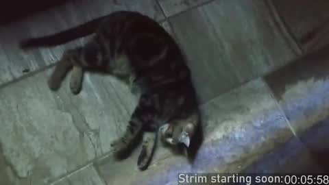 Snapshot of booker_baxton chatting on February 15, 4:03 am Booker Baxton online show from February 15, 4:03 am