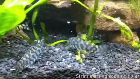 Snapshot of booker_baxton chatting on March 6, 4:08 am Booker Baxton online show from March 6, 4:08 am