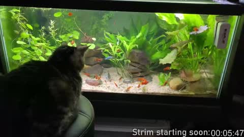 Snapshot of booker_baxton chatting on September 9, 3:06 am Booker Baxton online show from September 9, 3:06 am