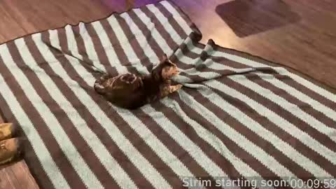 Snapshot of booker_baxton chatting on September 24, 2:59 am Booker Baxton online show from September 24, 2:59 am