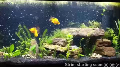 Snapshot of booker_baxton chatting on October 1, 3:01 am Booker Baxton online show from October 1, 3:01 am