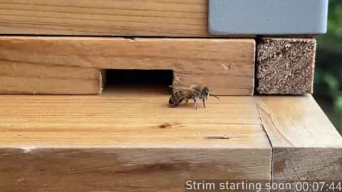 Snapshot of booker_baxton chatting on October 2, 3:02 am Booker Baxton online show from October 2, 3:02 am