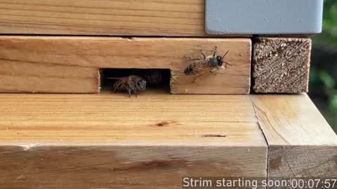 Snapshot of booker_baxton chatting on October 3, 3:03 am Booker Baxton online show from October 3, 3:03 am