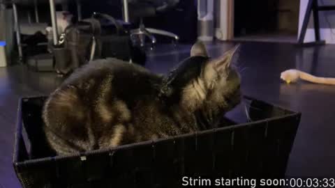 Snapshot of booker_baxton chatting on October 11, 3:06 am Booker Baxton online show from October 11, 3:06 am