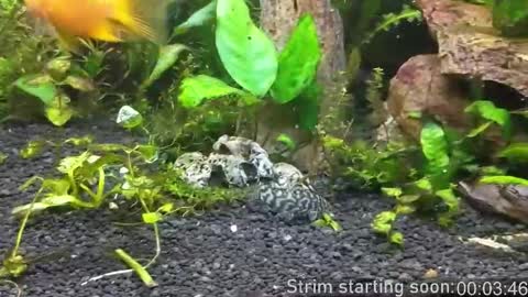 Snapshot of booker_baxton chatting on October 16, 3:07 am Booker Baxton online show from October 16, 3:07 am