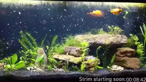 Snapshot of booker_baxton chatting on October 29, 2:58 am Booker Baxton online show from October 29, 2:58 am