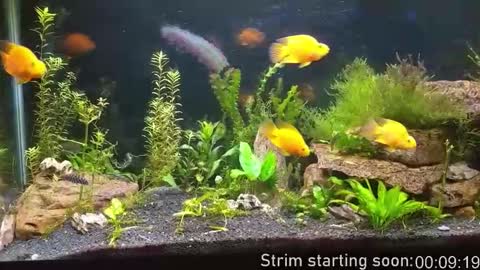 Snapshot of booker_baxton chatting on November 15, 3:59 am Booker Baxton online show from November 15, 3:59 am