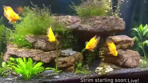 Snapshot of booker_baxton chatting on November 19, 4:12 am Booker Baxton online show from November 19, 4:12 am