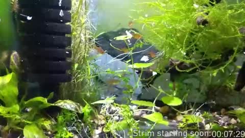 Snapshot of booker_baxton chatting on November 23, 4:01 am Booker Baxton online show from November 23, 4:01 am